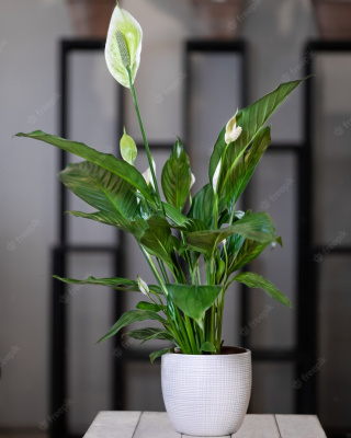 Спатифилум 390