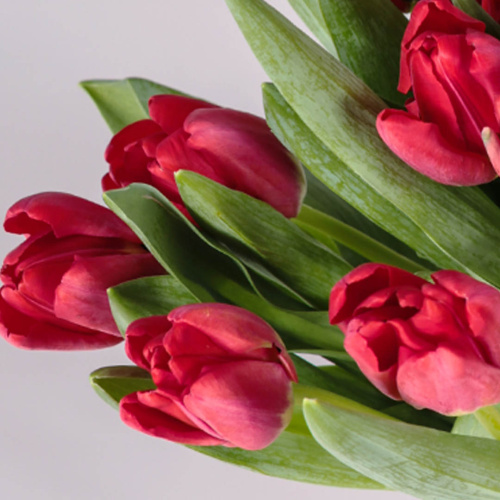 Тюльпаны красные 15 шт. с лентой (без упаковки) арт. 28774