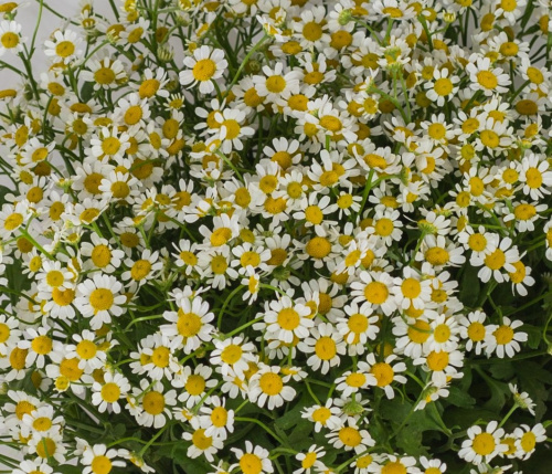 Букет из 25 мелких кустовых ромашек танацетумов с лентой арт. 50582