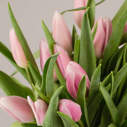 Тюльпаны розовые 15 шт. с лентой (без упаковки) арт. 28774