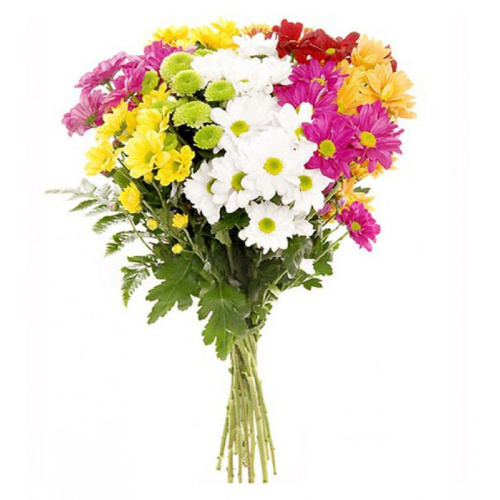 Хризантема кустовая МИКС ПОШТУЧНО арт. 19
