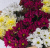 Букет из разноцветных хризантем N 35809