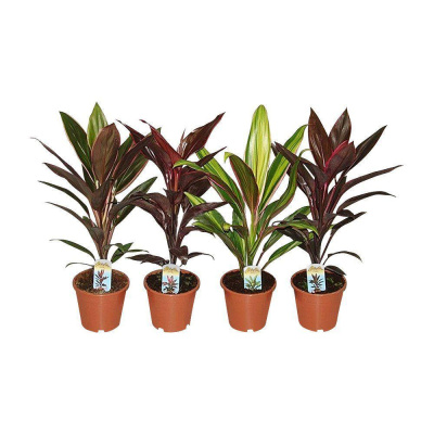 Кордилина 620 (CordyliN e)