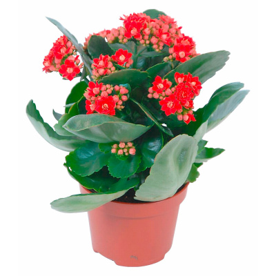 Каланхое 1250